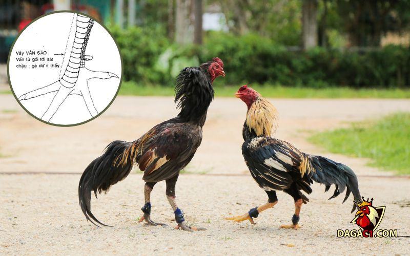 Vảy vấn sáo