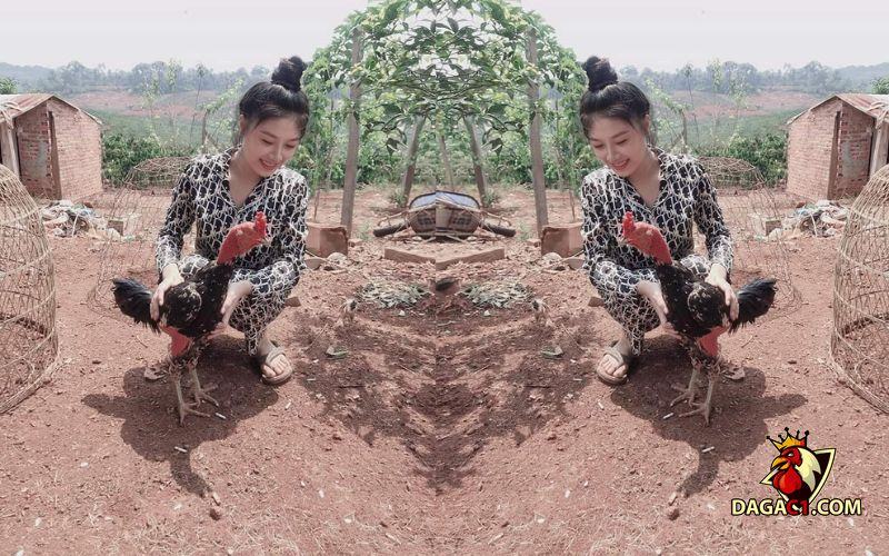 Vảy vấn sáo