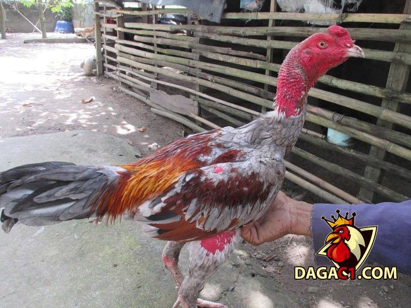 xám Messi