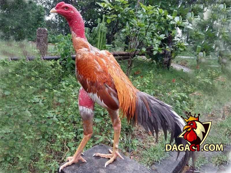 xem tuong ga choi quy