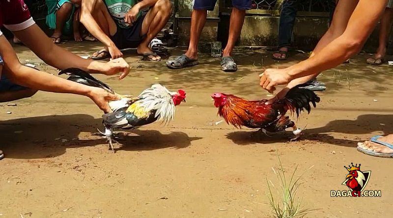Tang vật trong quá trình tham gia đá gà tại An Giang