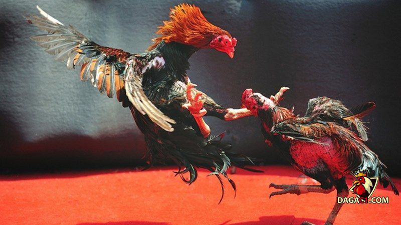 Đá gà trực tiếp trên mạng hôm nay
