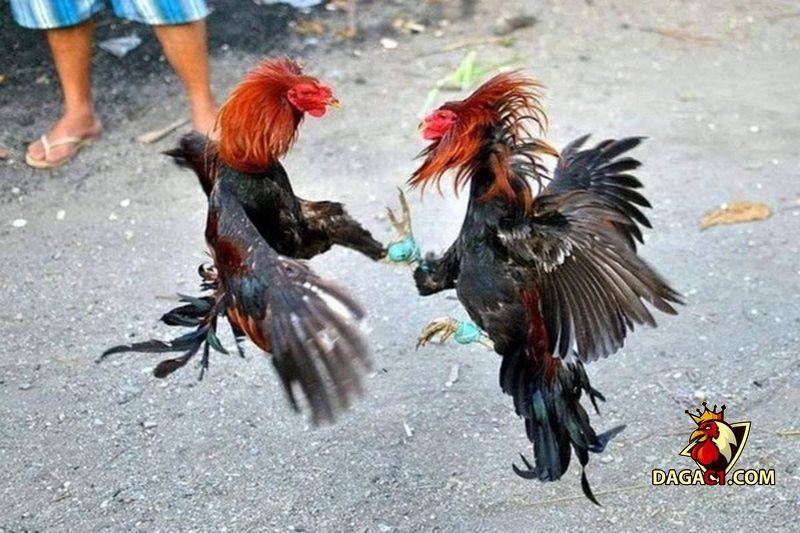 Đá gà trực tiếp trên mạng hôm nay