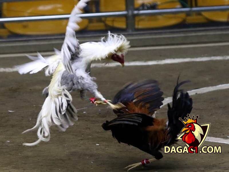 đá gà việt