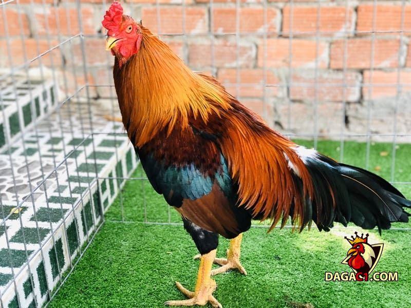 Gà Cần Thơ
