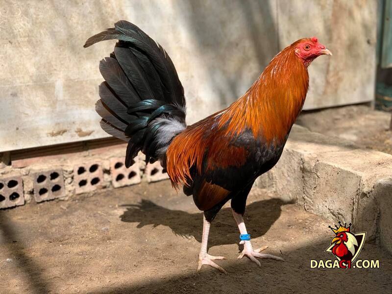 Gà mái Asil Mỹ