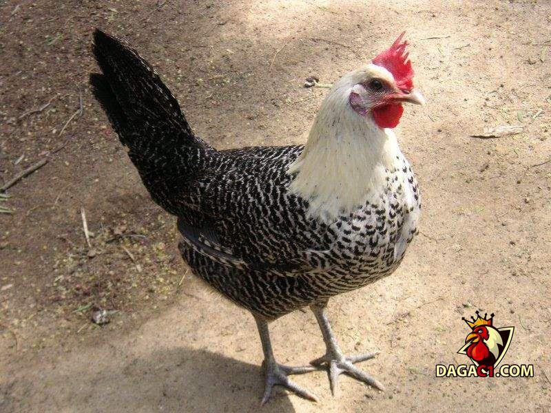 gà phong thủy Ai Cập