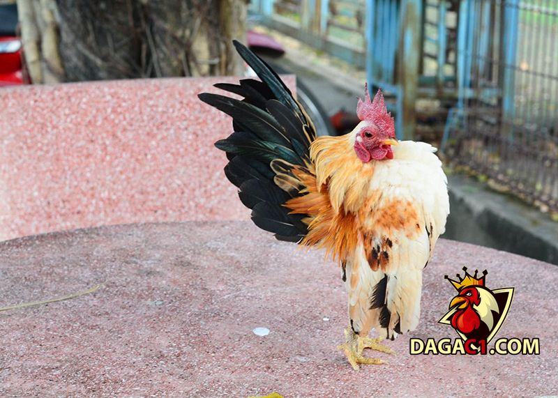 Giá gà Serama tại Hà Nội