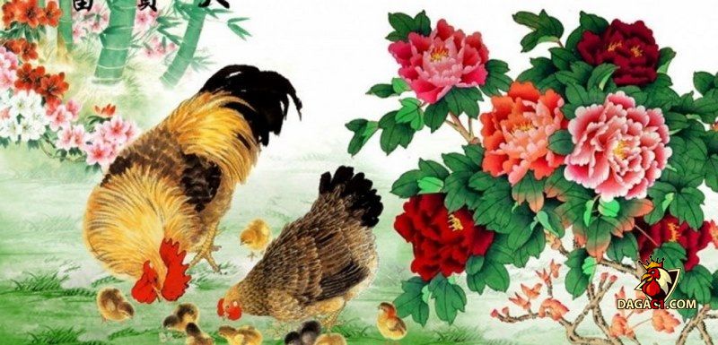 Hình gà phong thủy