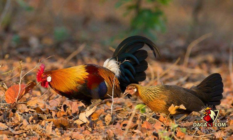 tiếng gà mái rừng gọi trống
