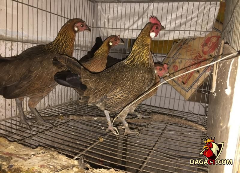 tiếng gà mái rừng gọi trống