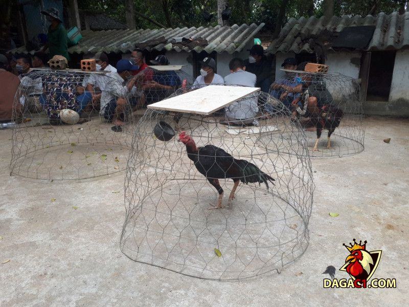 Hoạt động cá cược đá gà gây mất trật tự an toàn xã hội