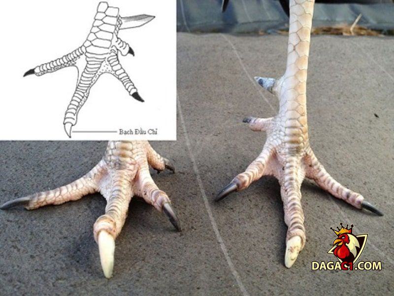 Vảy gà quý