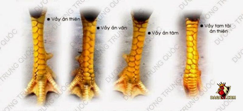 Vảy gà quý