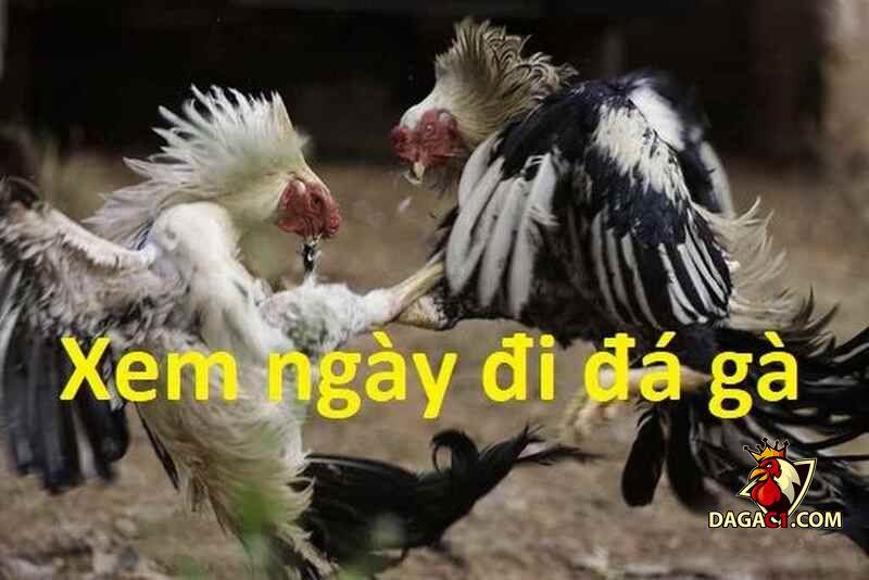 Xem ngày đá gà ra trận
