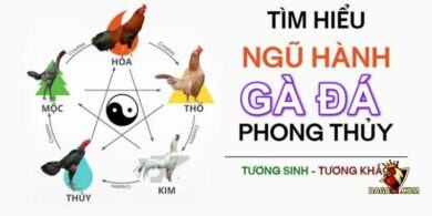 Xem ngày đá gà ra trận