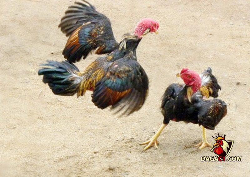Xem ngày đá gà ra trận