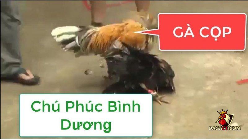 Những trận gà cựa Phúc Bình Dương