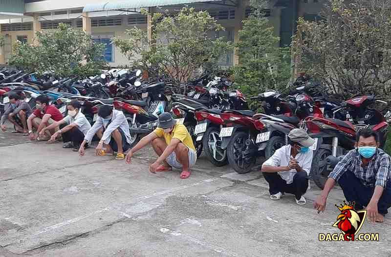 Nhóm đối tượng tham gia tổ chức đá gà ăn thua bằng tiền