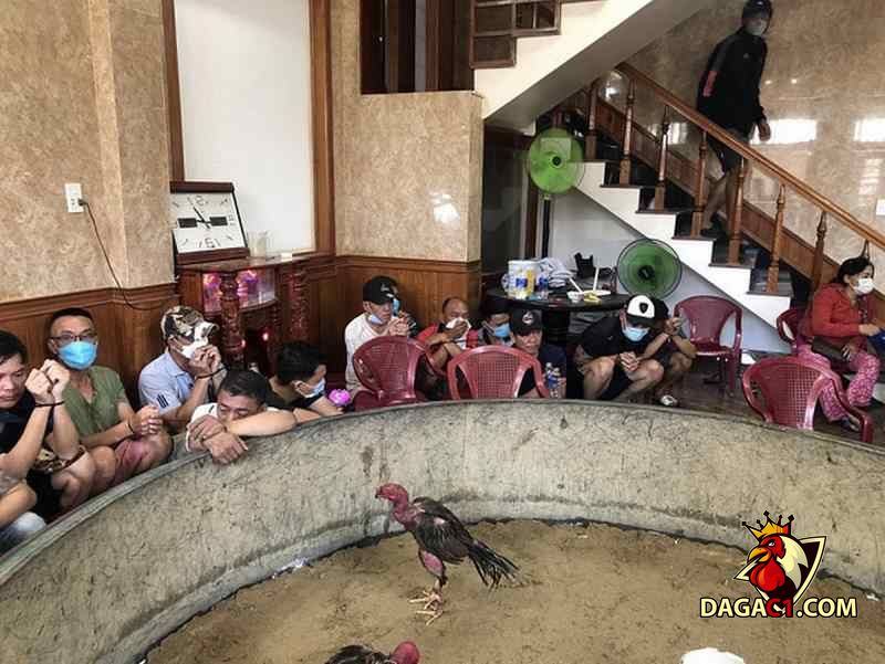 Chủ sới đã biến ngôi nhà của mình thành hiện trường đá gà chuyên nghiệp