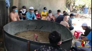 Hoạt động đá gà được diễn ra với thủ đoạn tinh vi nhằm che mắt công an