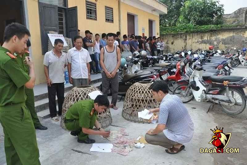Bắt giữ các tang chứng liên quan đến vụ đá gà tại Hải Dương
