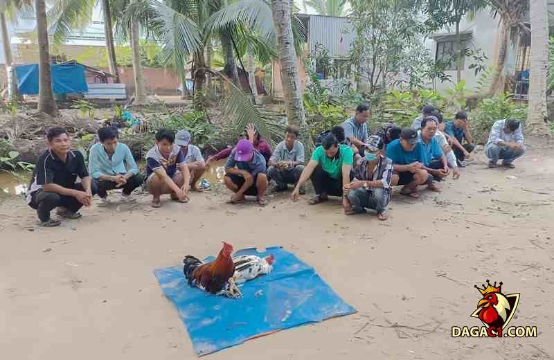 Lợi dụng vị trí thưa người các đối tượng tiến hành cá cược đá gà
