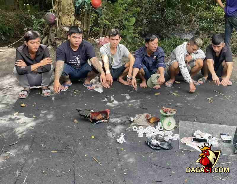Những tang vật liên quan đến vụ việc đá gà trực tiếp