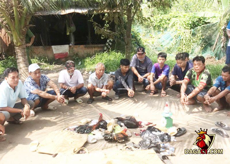Hoạt động đá gà diễn ra nhiều hơn với phương thức hoạt động tinh vi