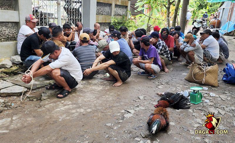 Hoạt động đá gà gây nên tình trạng mất trật tự an toàn xã hội