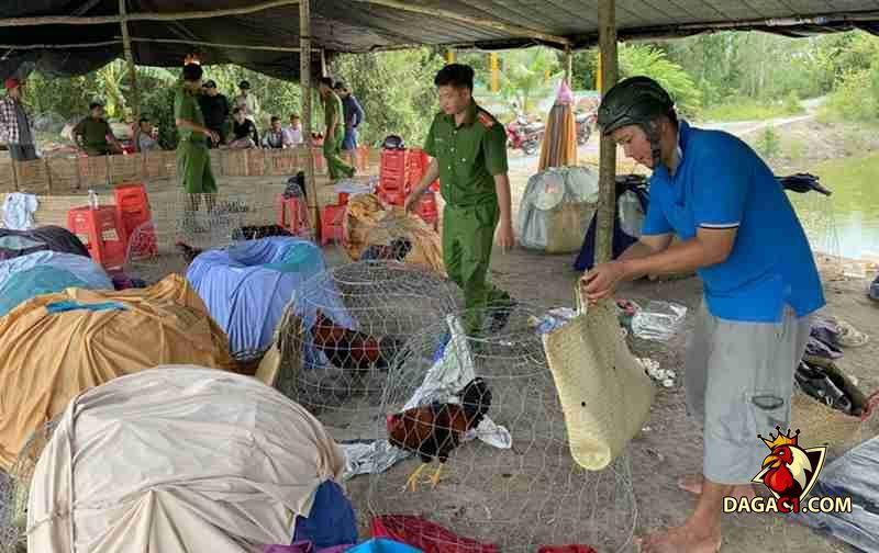 Bằng chứng liên quan đến vụ đá gà tai Long An