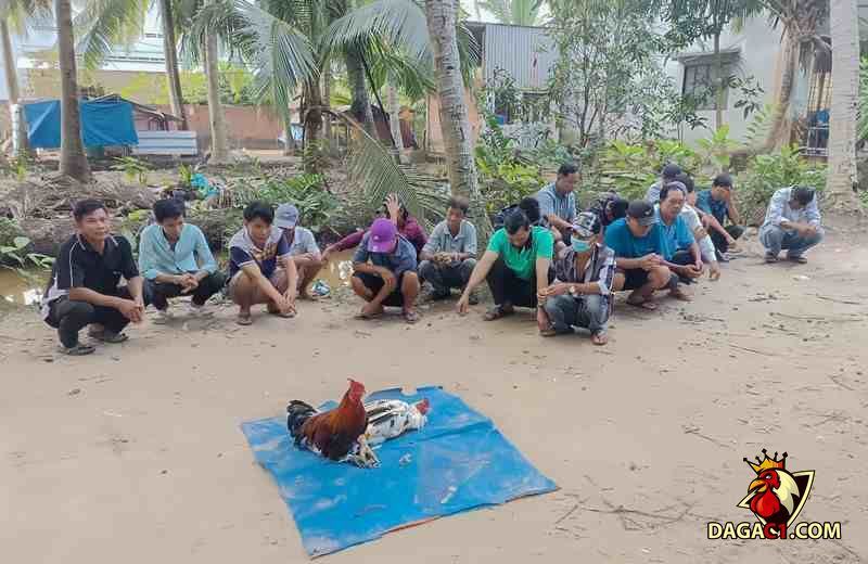 Các đối tượng liên quan đến vụ việc đá gà ăn tiền tại Sóc Trăng