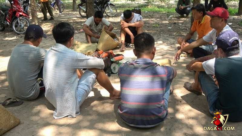 Hiện vụ việc đá gà ăn tiền vẫn đang được điều tra làm rõ