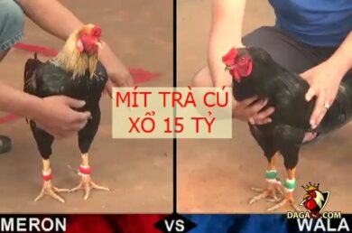 Trận gà 15 tỷ