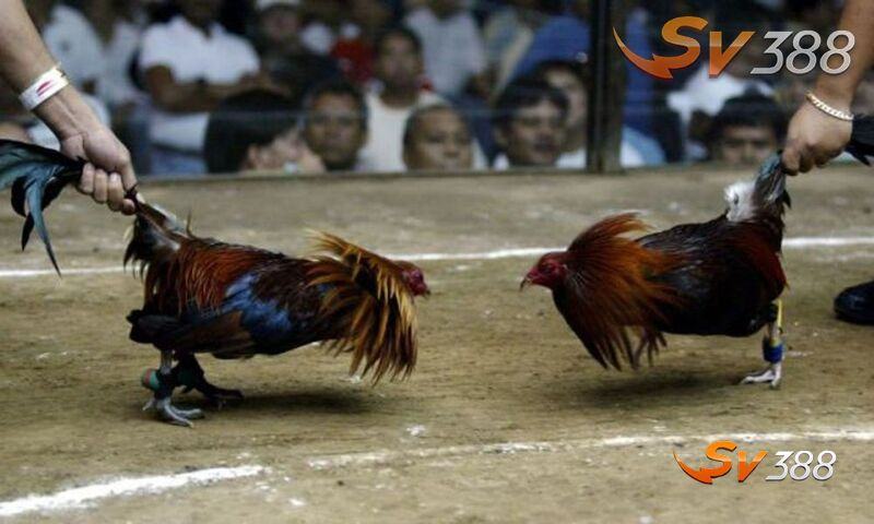 Đặt kèo cá độ đá gà đúng thời điểm