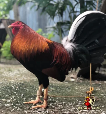 Cách chăm sóc gà Kelso chuẩn