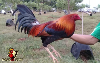 Nguồn gốc gà Kelso