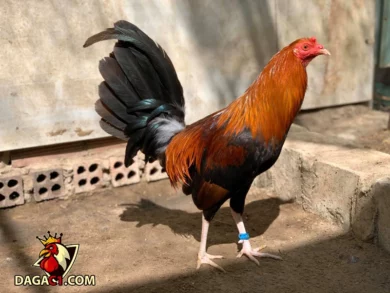 Bản tính của dòng gà Kelso