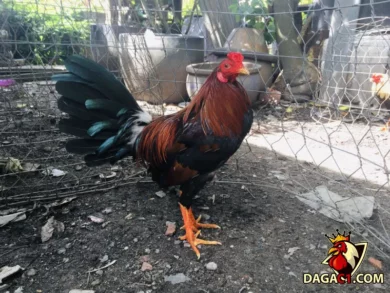 Cách chăm gà chọi Kelso