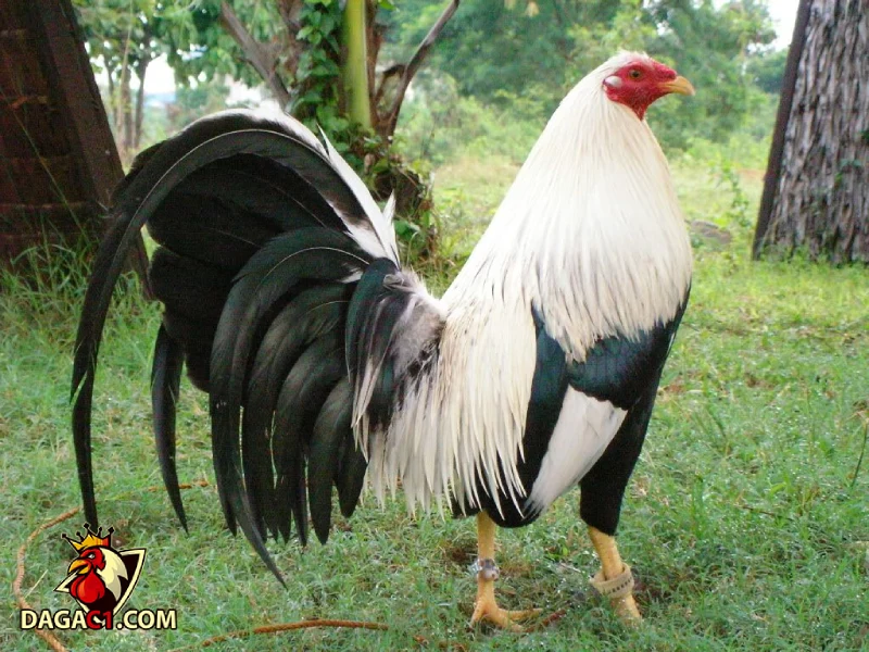 Bắt đầu gà đá thay lông trong giai đoạn 1
