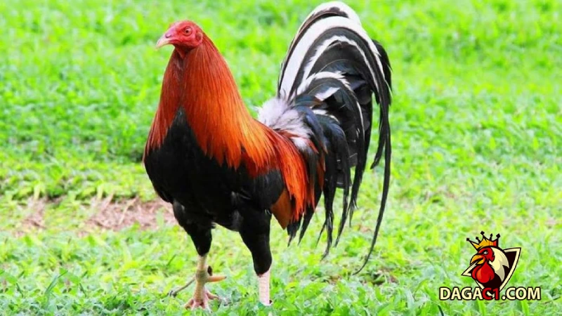 Trộn ngũ cốc cho gà giúp tối ưu chi phí