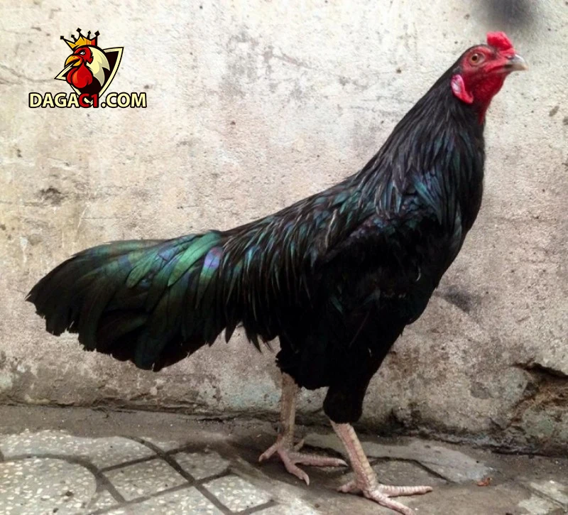 Những thông tin cơ bản về gà ô chân trắng