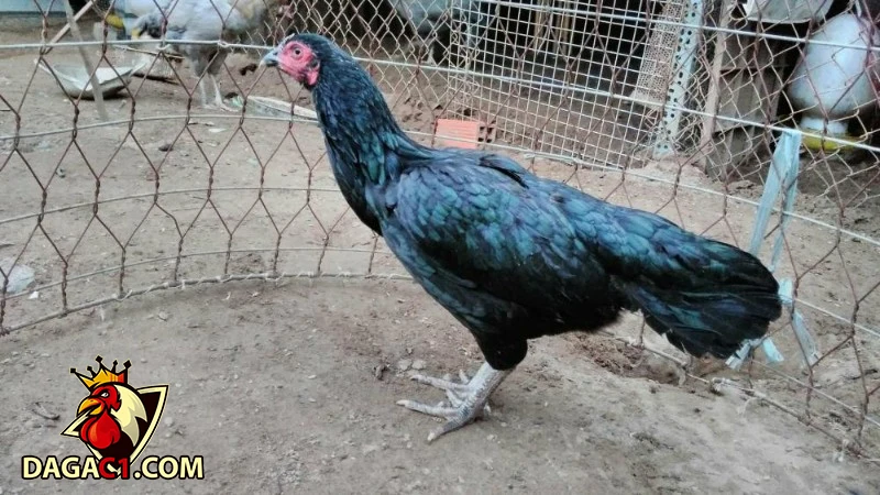 Một số giống gà chân trắng quý hiếm khác