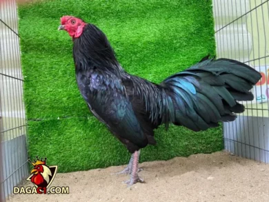 Giá bán gà ô chân trắng bao nhiêu?
