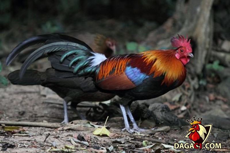Đặc điểm nhận dạng gà rừng lông đỏ