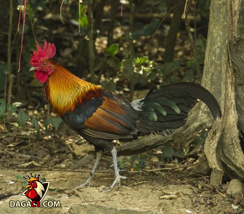 Cách nuôi dưỡng và thuần hóa gà rừng lông đỏ
