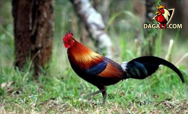 Nguồn gốc giống gà rừng lông đỏ