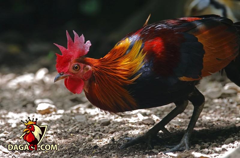 Tình trạng hiện nay của giống gà rừng lông đỏ