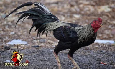 Đặc điểm dòng gà Thái