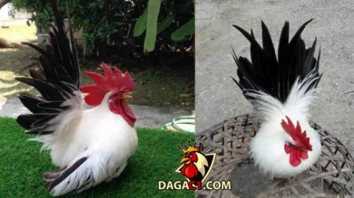 Giá gà Thái là bao nhiêu?